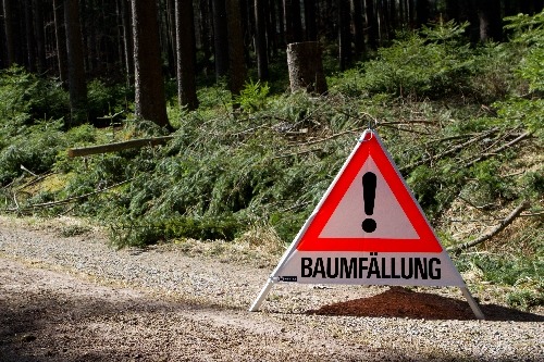 Baumfällung